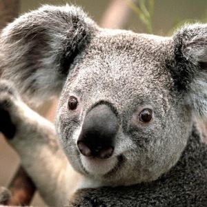 Meet your Posher, Karl